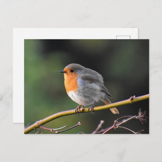 Carte Postale Robin (Devant / Derrière)