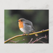 Carte Postale Robin (Devant)
