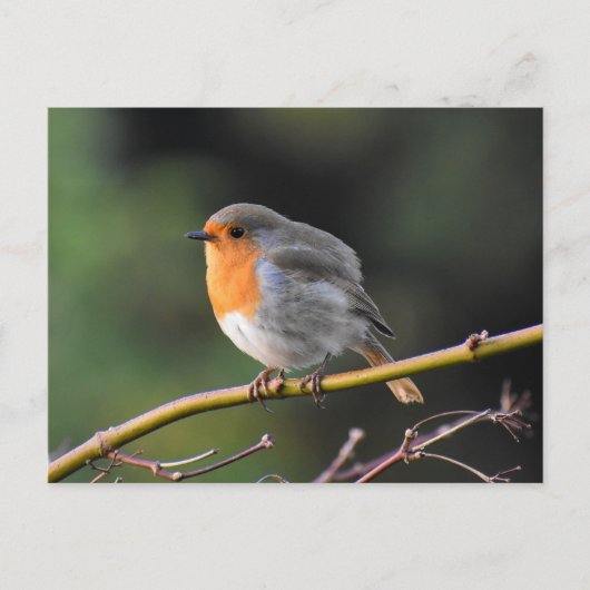 Carte Postale Robin (Devant)