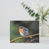 Carte Postale Robin (Debout devant)