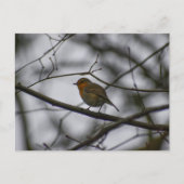 Carte Postale Robin  (Devant)