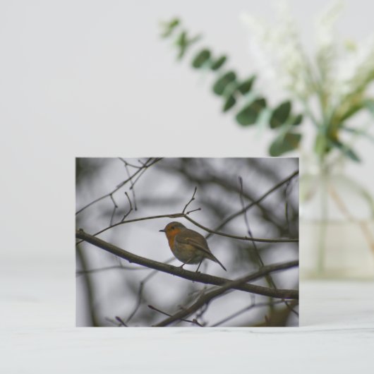 Carte Postale Robin (Debout devant)