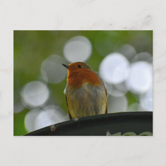 Carte Postale Robin (Devant)