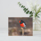 Carte Postale Robin à carreaux rouges (Debout devant)