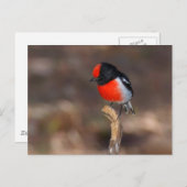 Carte Postale Robin à carreaux rouges (Devant / Derrière)