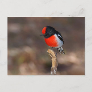 Carte Postale Robin à carreaux rouges
