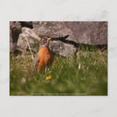 Carte Postale Robin américain (Devant)
