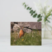 Carte Postale Robin américain (Debout devant)