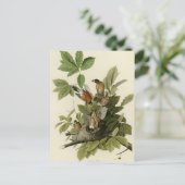 Carte Postale Robin américain (Debout devant)