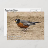 Carte Postale Robin américain (Devant / Derrière)