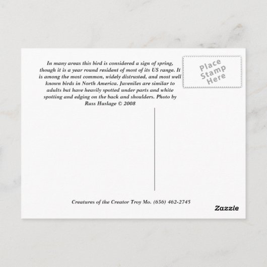 Carte Postale Robin américain (Dos)