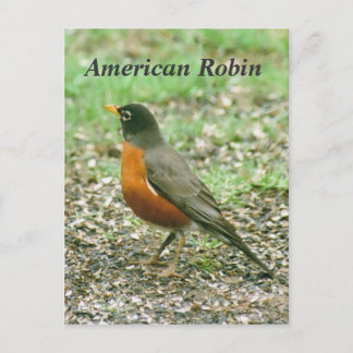 Carte Postale Robin américain