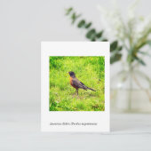 Carte Postale Robin américain (Turdus migratorius) (Debout devant)