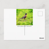 Carte Postale Robin américain (Turdus migratorius) (Dos)