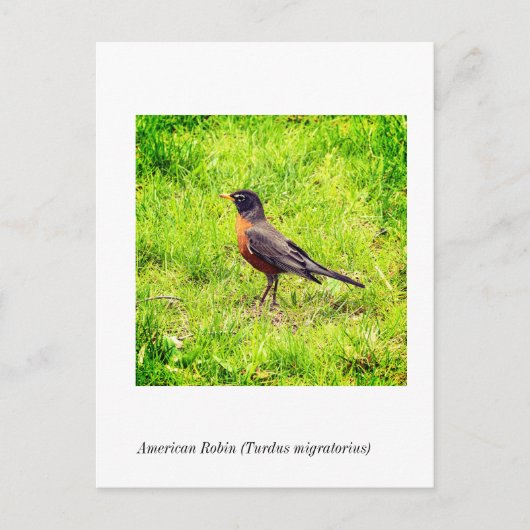 Carte Postale Robin américain (Turdus migratorius) (Devant)
