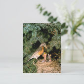 Carte Postale Robin avec poules (Debout devant)