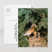 Carte Postale Robin avec poules (Devant / Derrière)