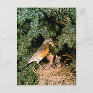 Carte Postale Robin avec poules