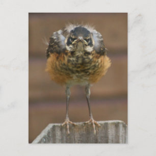 Carte Postale Robin bébé