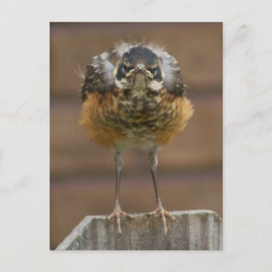 Carte Postale Robin bébé (Devant)