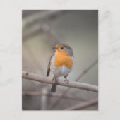 Carte Postale Robin Bird Photo Faune (Devant)