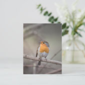 Carte Postale Robin Bird Photo Faune (Debout devant)