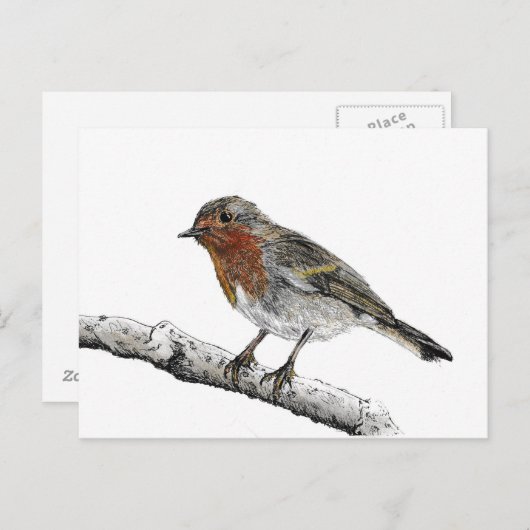 Carte postale Robin Bird Sketch (Devant / Derrière)