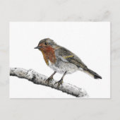 Carte postale Robin Bird Sketch (Devant)