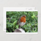 Carte Postale Robin britannique (Devant / Derrière)