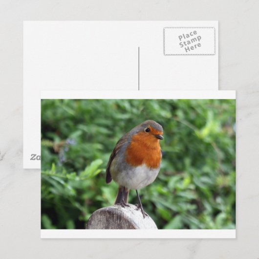 Carte Postale Robin britannique (Devant / Derrière)