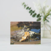 Carte Postale Robin Dans Bain Oiseau (Debout devant)