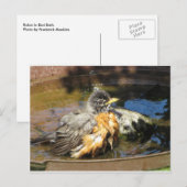 Carte Postale Robin Dans Bain Oiseau (Devant / Derrière)