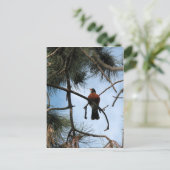 Carte Postale Robin dans un pin (Debout devant)