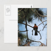 Carte Postale Robin dans un pin (Devant / Derrière)