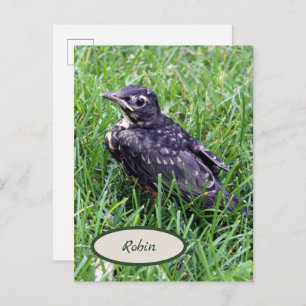 Carte Postale Robin de bébé juste à l'extérieur du nid Oiseaux p