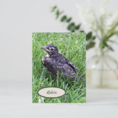 Carte Postale Robin de bébé juste à l'extérieur du nid Oiseaux p (Debout devant)