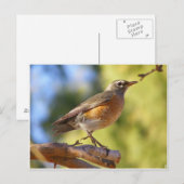 Carte Postale Robin de l'Arizona (Devant / Derrière)