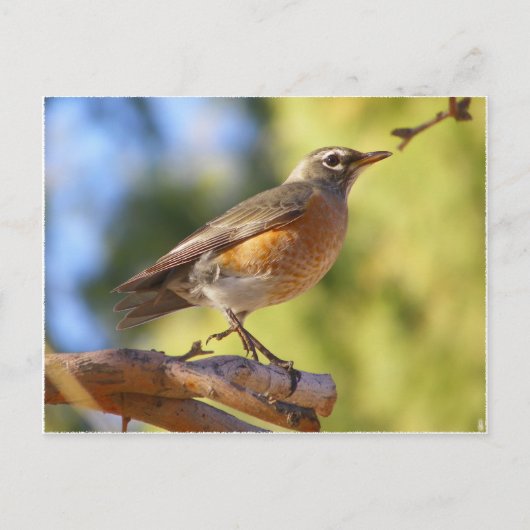 Carte Postale Robin de l'Arizona (Devant)