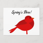 Carte Postale Robin de Rockin, Cardinal Nature Cardinal Rouge (Devant)