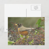 Carte Postale Robin des Berries (Devant / Derrière)