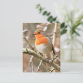Carte Postale Robin d'hiver Redsein (Debout devant)