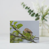 Carte postale Robin do-it-yourself chanteuse (Debout devant)