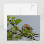 Carte postale Robin do-it-yourself chanteuse (Devant / Derrière)