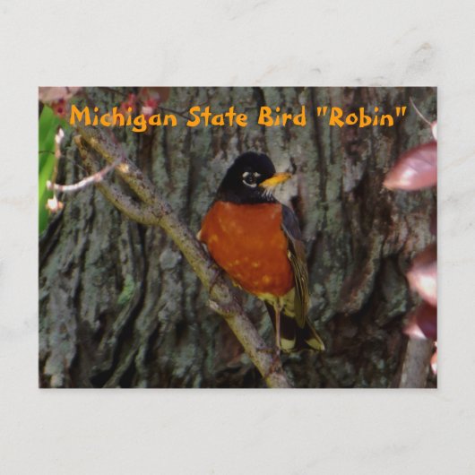Carte Postale Robin d'oiseaux de l'État du Michigan (Devant)