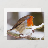 Carte Postale Robin en hiver (Devant / Derrière)