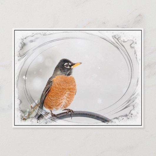 Carte Postale Robin en hiver (Devant)