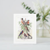 Carte Postale Robin et Bluebird (Debout devant)