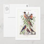 Carte Postale Robin et Bluebird (Devant / Derrière)
