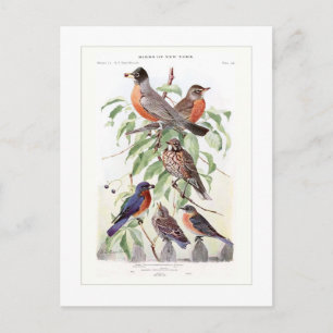 Carte Postale Robin et Bluebird