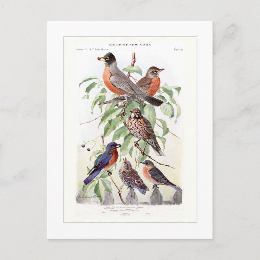 Carte Postale Robin et Bluebird (Devant)